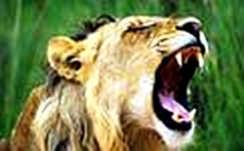  環保雄師還待磨&ldquo;牙&rdquo;